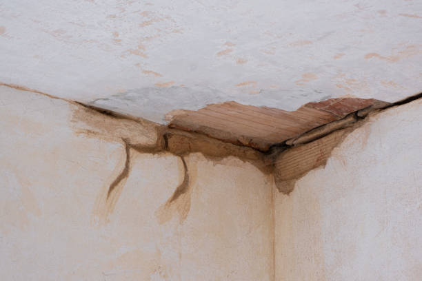 Best Ceiling water damage repair  in Carrollwood, FL