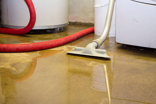 Best Water damage cleanup near me  in Carrollwood, FL