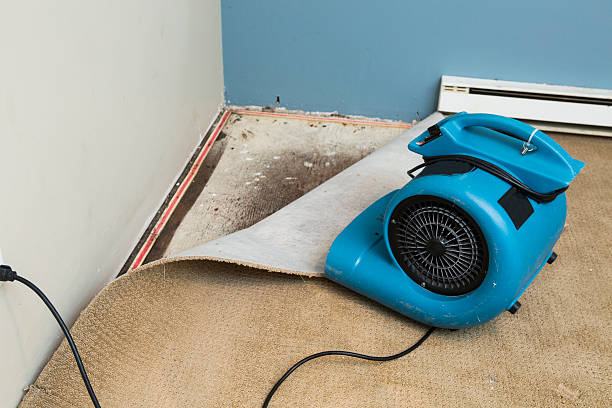 Best Water damage contractors near me  in Carrollwood, FL